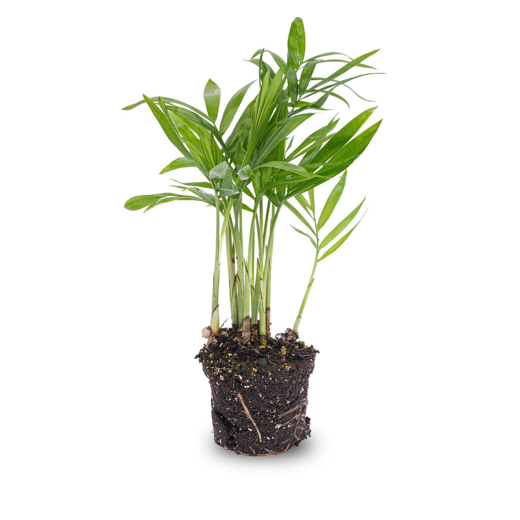 Chamaedorea elegans 'Baby', parlour palm voor terrarium, kenmerkend blad