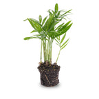 Chamaedorea elegans 'Baby', parlour palm voor terrarium, kenmerkend blad
