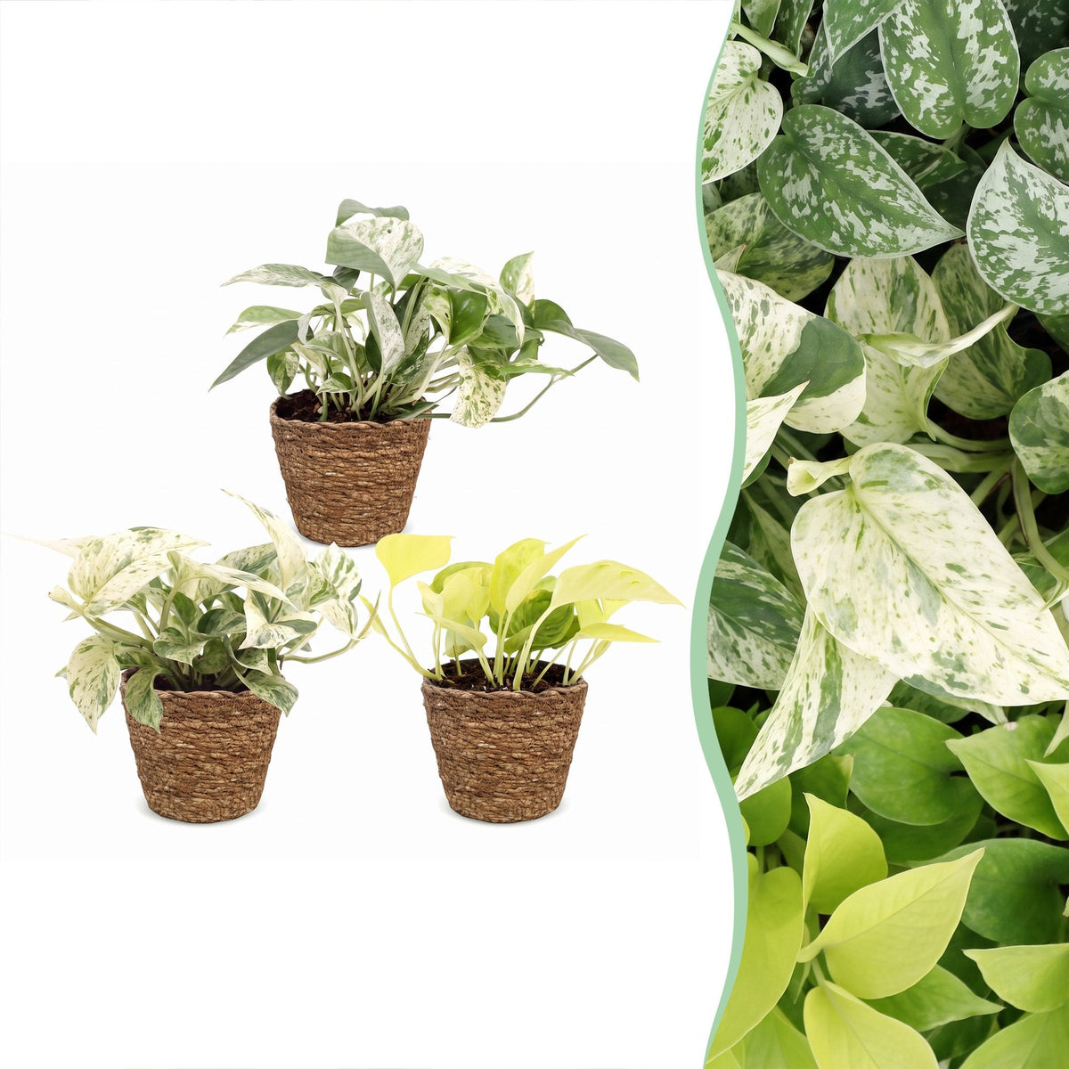 3x Epipremnum Tricolour