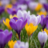 Krokus soortenmix bloembollen, Crocus species