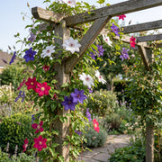 Clematis tricolour mix - driekleurige bosrank - set van 12 - Ø9 cm