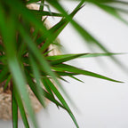 Dracaena Marginata met grijze pot, groeiwijze van de plant