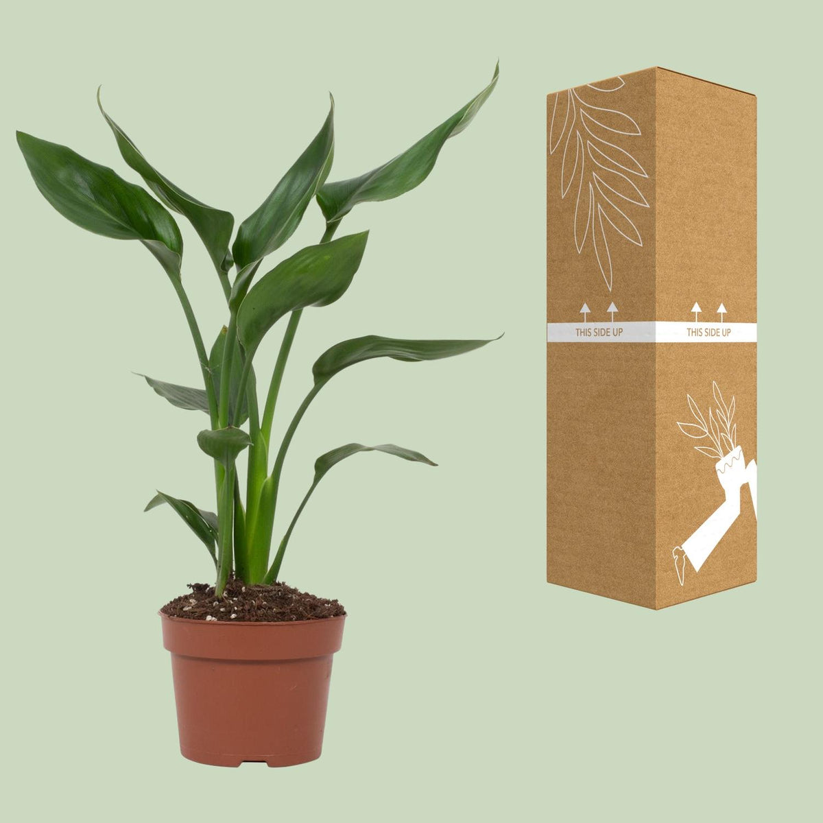 Strelitzia Reginae, groene bladeren