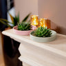 ROOTLESS Succulent Echeveria Pulidonis in schaal 'wit'