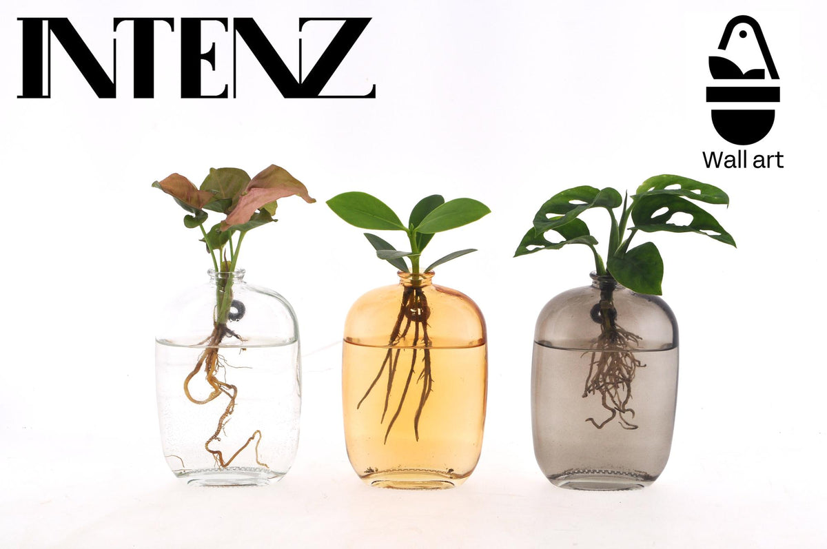 Productfoto van Kamerplanten Mix in Santiago Glaswand - 3 stuks