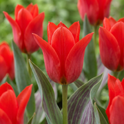 Greigii tulp Red bloembollen, rood