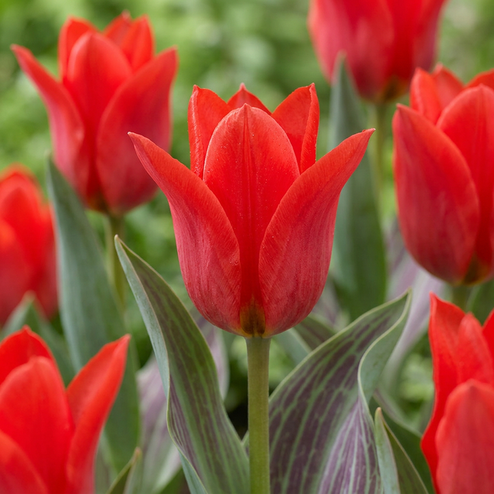 Greigii tulp Red bloembollen, rood