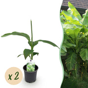 Bananenplant Musa Basjoo, 30 cm hoog
