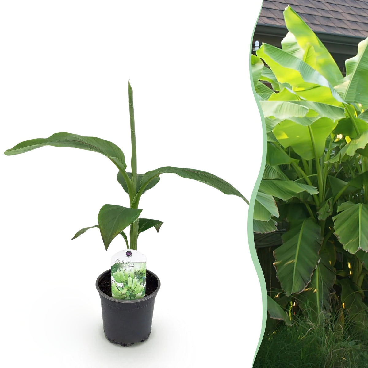 Bananenplant Musa Basjoo, 30 cm hoog, groeiwijze van de plant