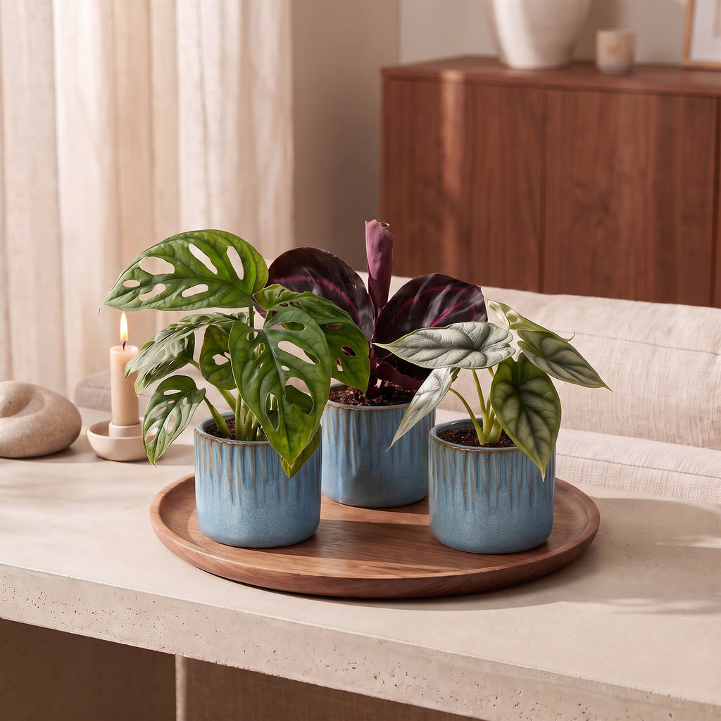 3x Baby Jungle Mix - Diversen - Tropisch - incl. Linnea Misty Blue - Ø6cm - ↕10-15cm, kenmerkend blad