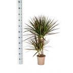 Dracaena Marginata Magenta, kenmerkend blad