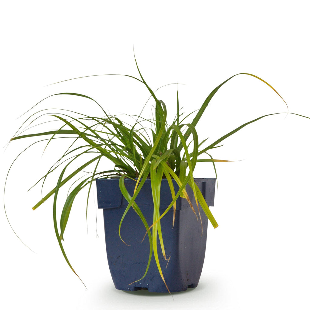 Carex oshimensis 'Evergreen', Japanse zegge, groen, compacte plant