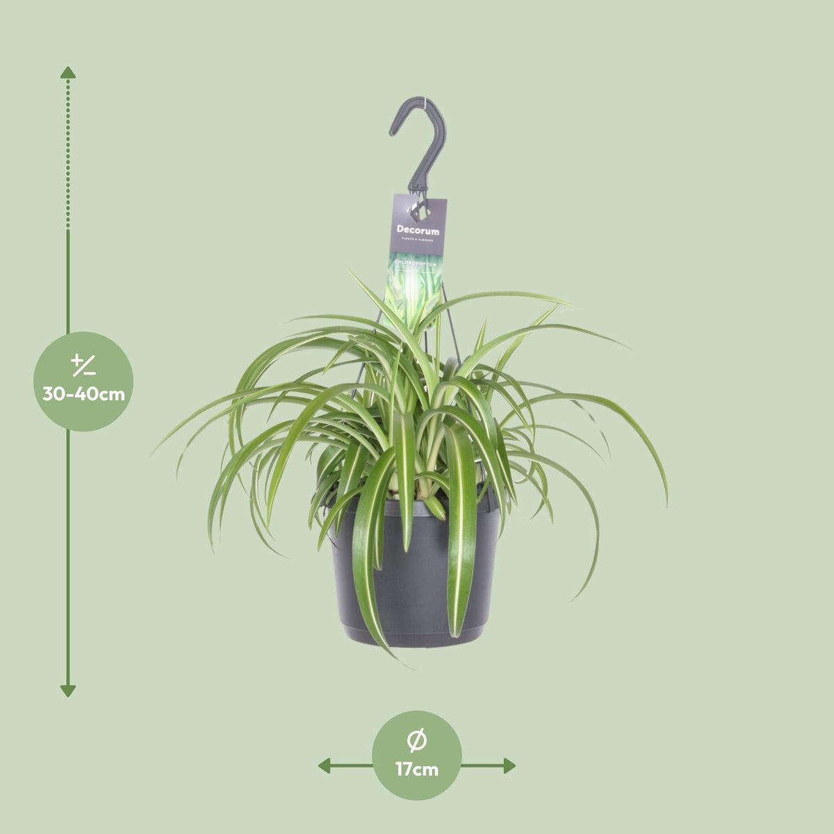 Detailfoto van Chlorophytum Comosum Bonnie