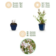 Gaura lindh. Whirling Butterflies - Prachtkaars - Bijen- en vlinderlokkers - Wit - 6 Planten