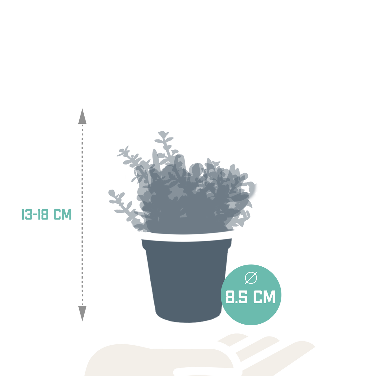 Productafbeelding van Pureplant