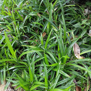 Carex morrowii Irish Green, 50 cm hoog