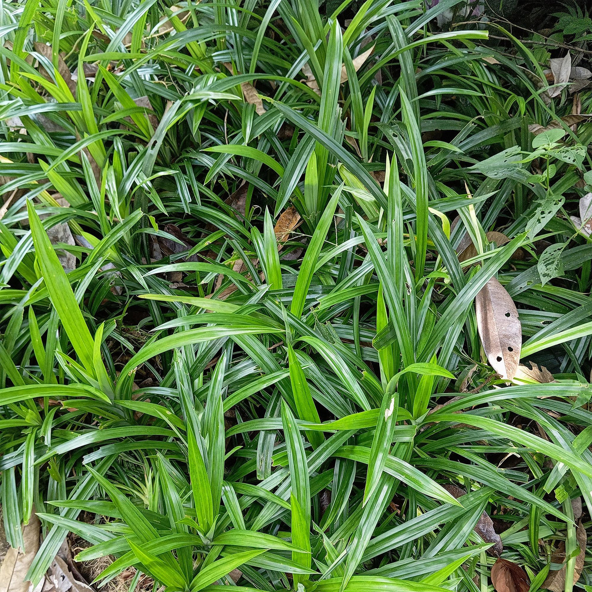 Carex morrowii Irish Green, 50 cm hoog, groene bladeren