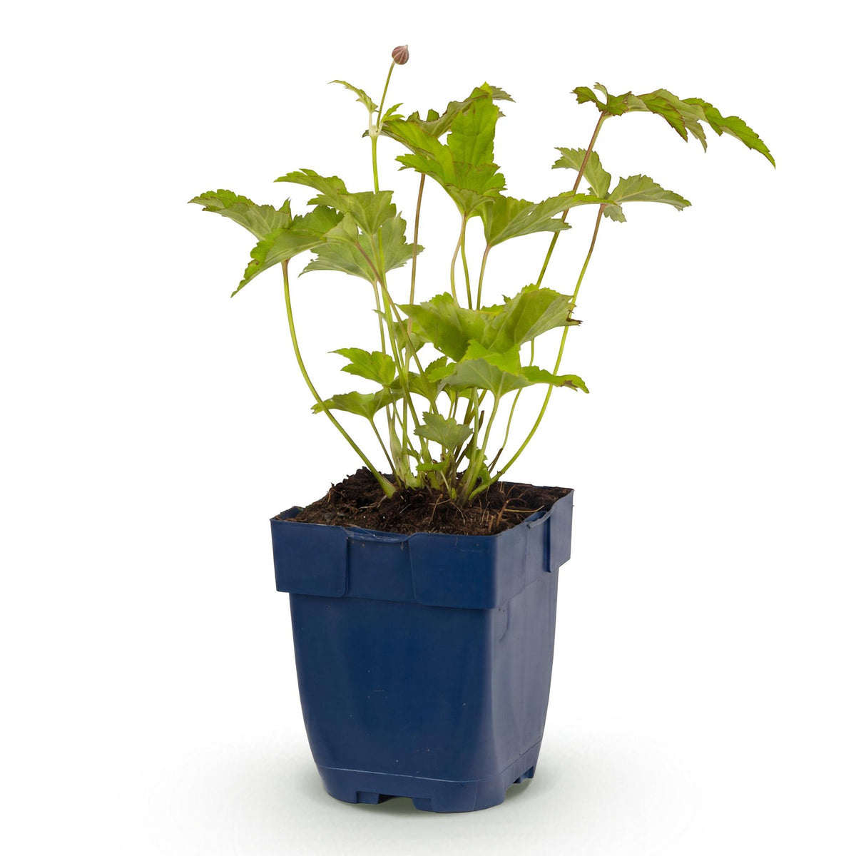 Herfst anemoon hybr. Hon. Jobert, met witte bloemen, decoratieve plant