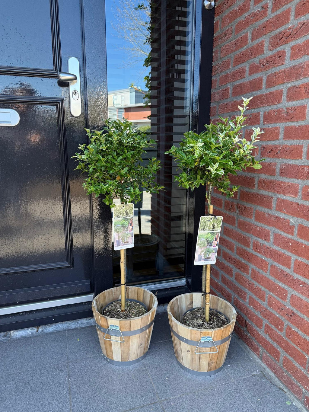 Euonymus fortunei Harlequin, plant in pot