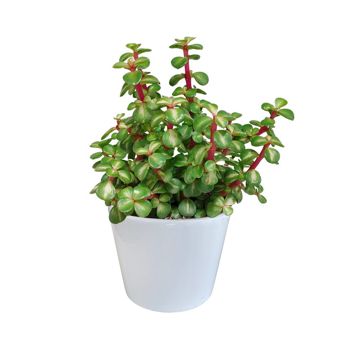Portulacaria afra mediopicta