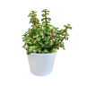 Portulacaria afra mediopicta