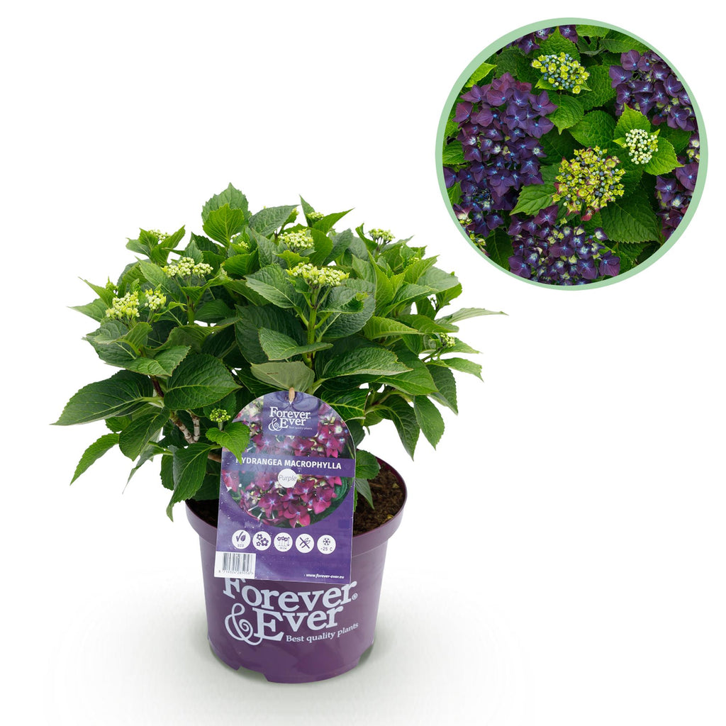 Hortensia Hydrangea Forever & Ever paars, detail van het blad