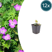 Geranium sanguineum
