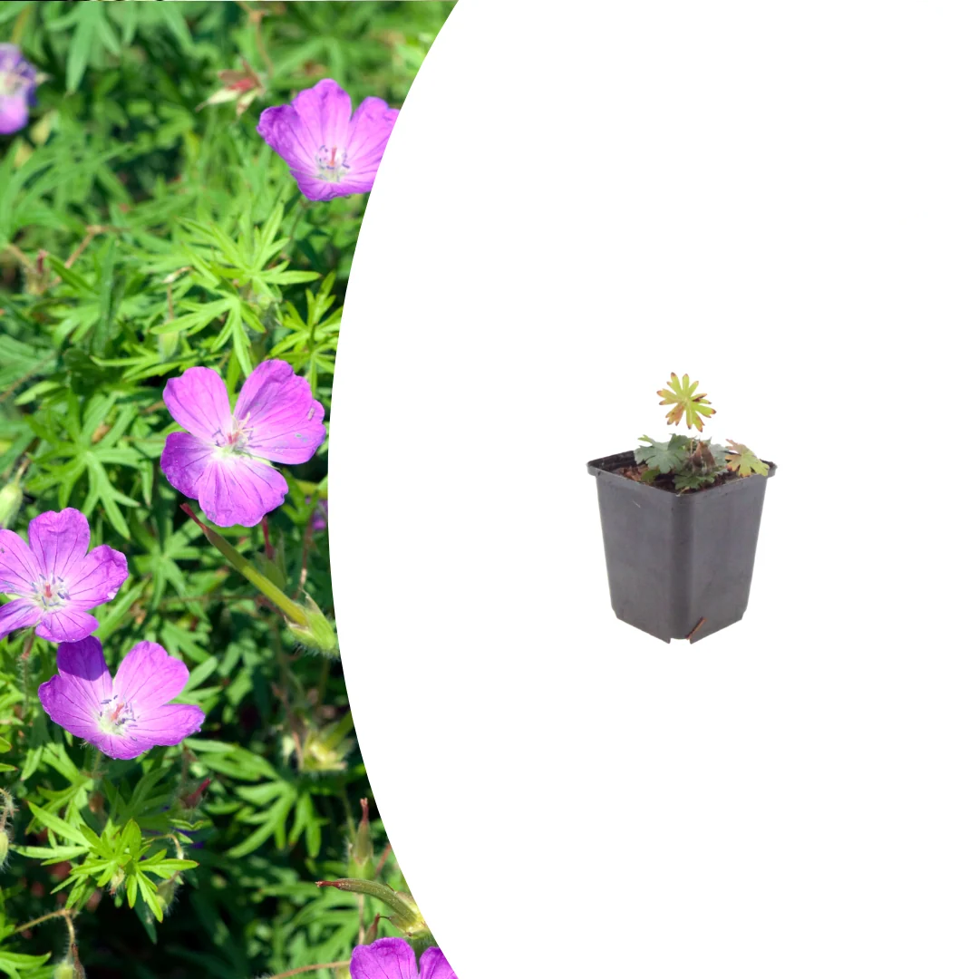 Geranium sanguineum, gezonde plant