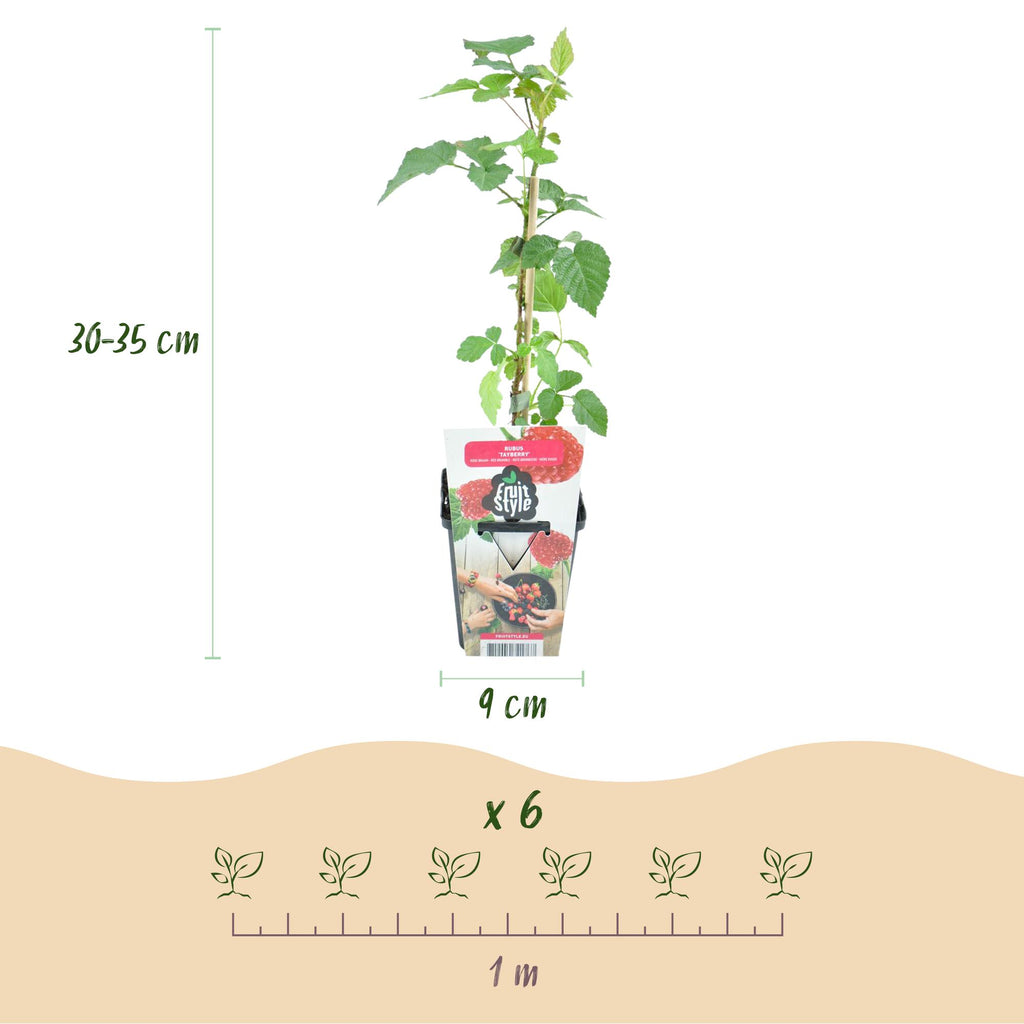 Taybes Rubus Tayberry, groene bladeren