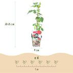 Taybes Rubus Tayberry, groene bladeren