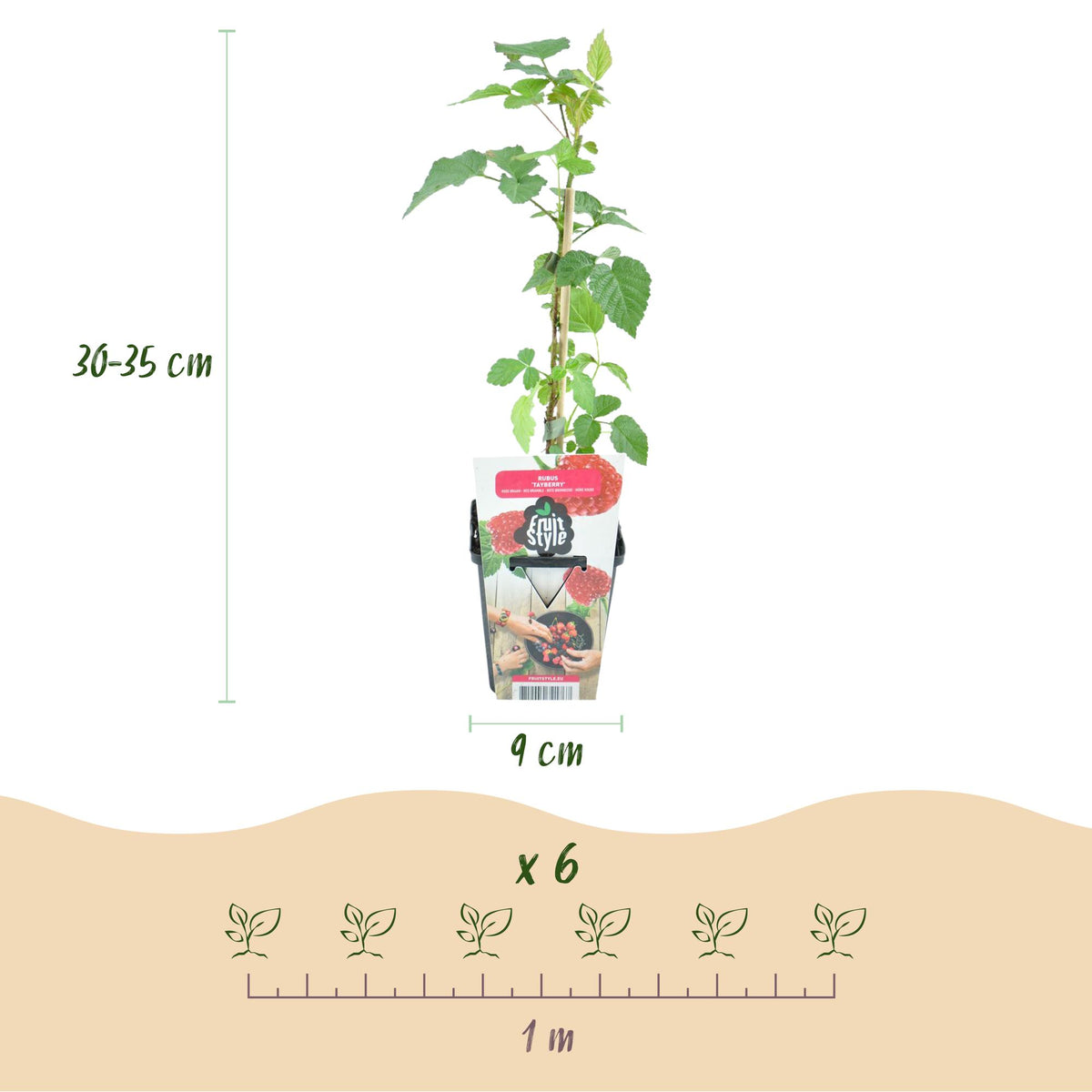 Taybes Rubus Tayberry, groene bladeren