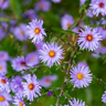 6x Aster frikartii 'Monch'