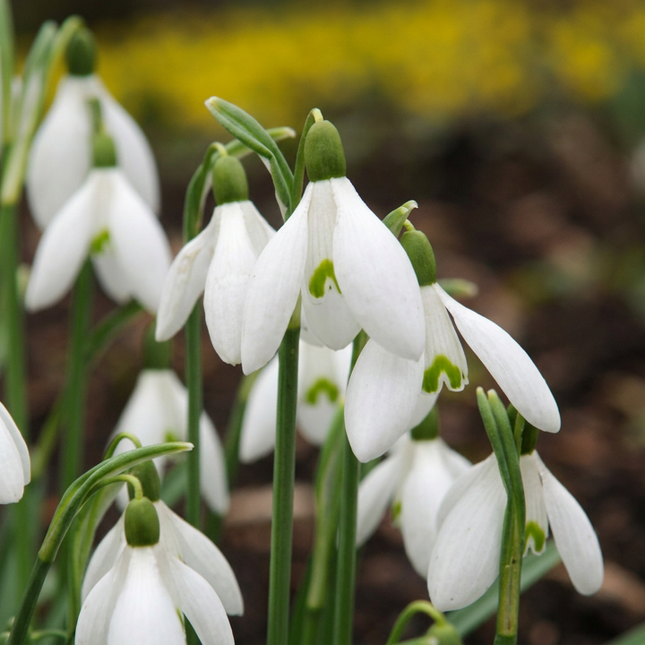 Grote sneeuwklokjes Galanthus elwesii bloembollen