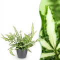 Pteris cretica Albolineata met grijze pot, plant in pot