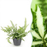 Pteris cretica Albolineata met grijze pot
