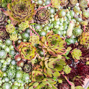 Sempervivum Big Sam, 17 cm hoog