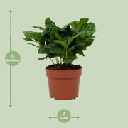 Coffea Arabica