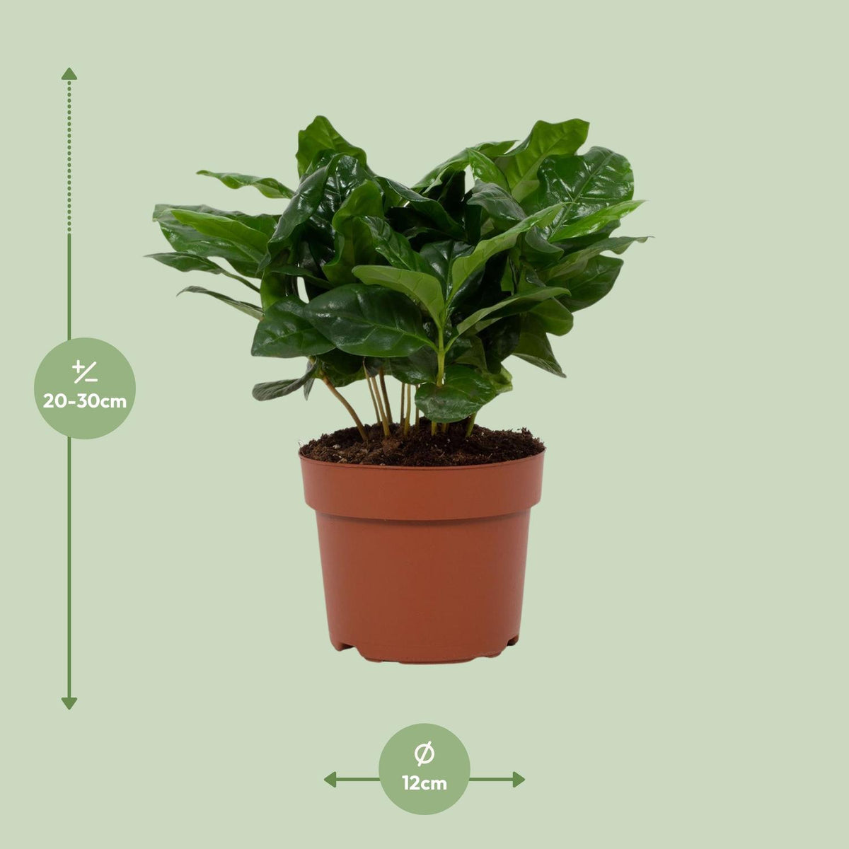 Detailfoto van Coffea Arabica