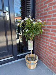 Viburnum tinus Eve Price