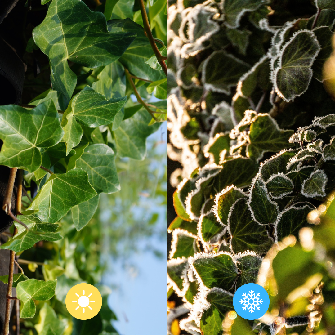 Hedera hibernica, gestokte klimop, 150-175 cm, geschikte tuinplant