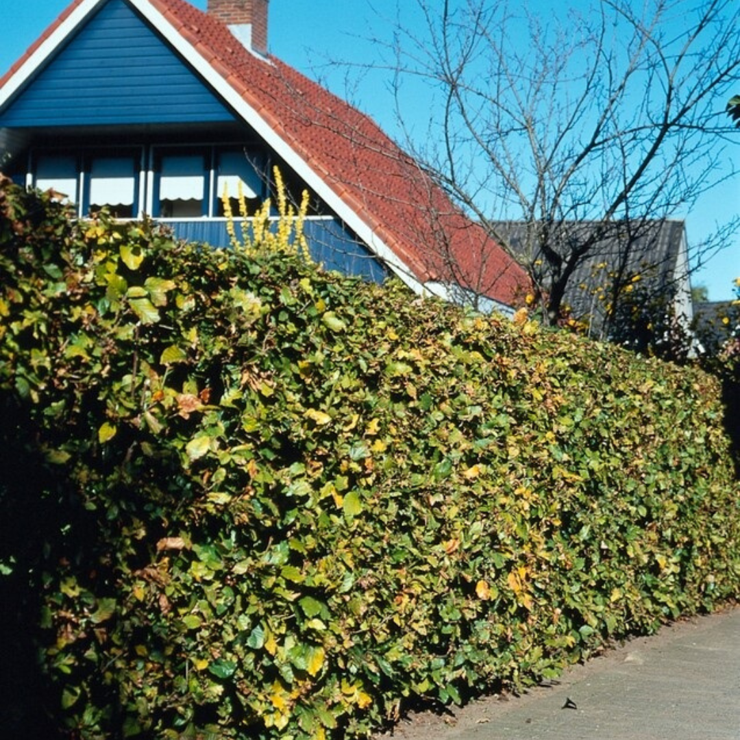 Beuk 50 stuks, minipallet, plant in pot