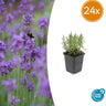 24x Lavandula ang. 'Munstead'