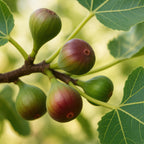 Productafbeelding van Pureplant