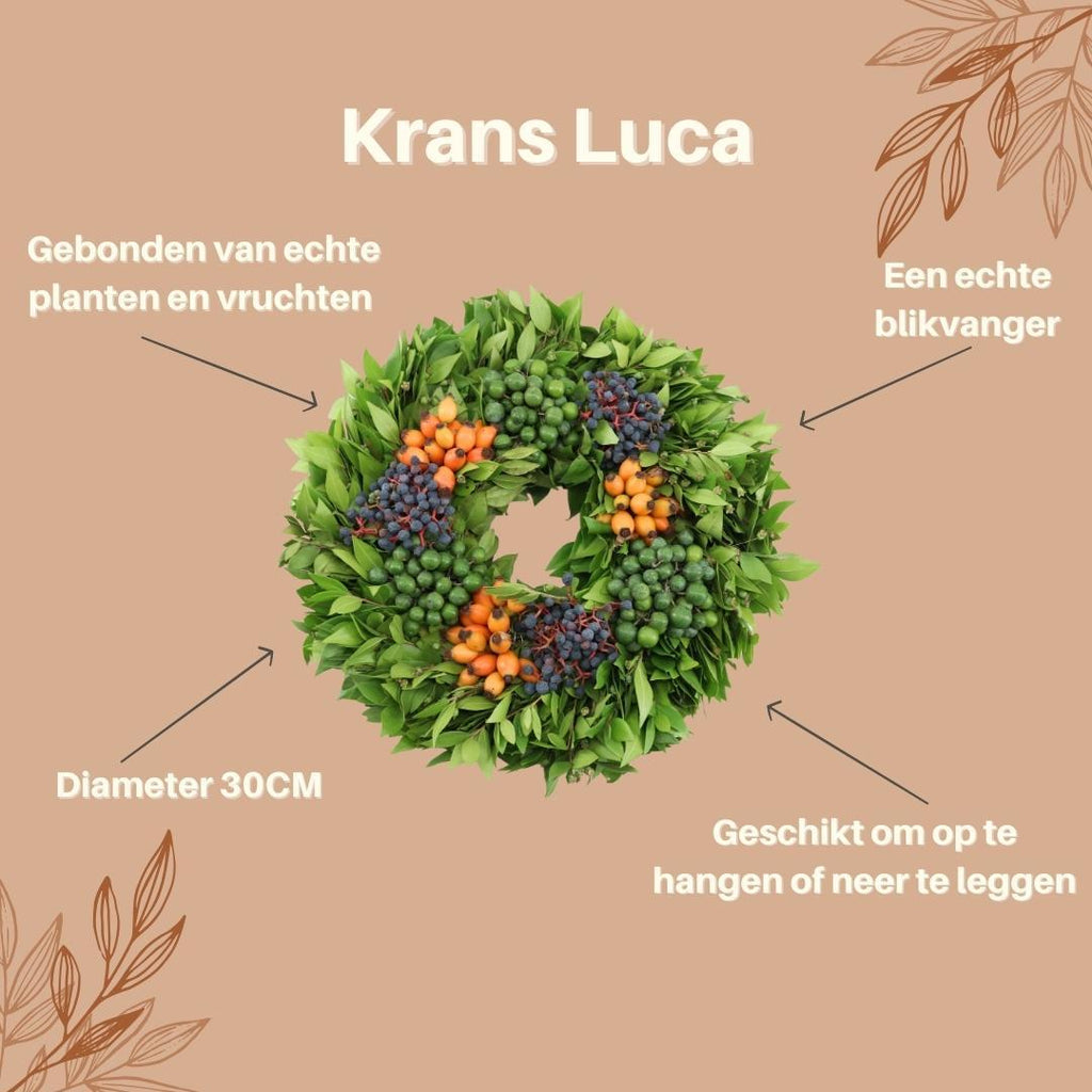 Echte krans Luca | Ø diameter, groeiwijze van de plant