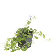 Vinca minor