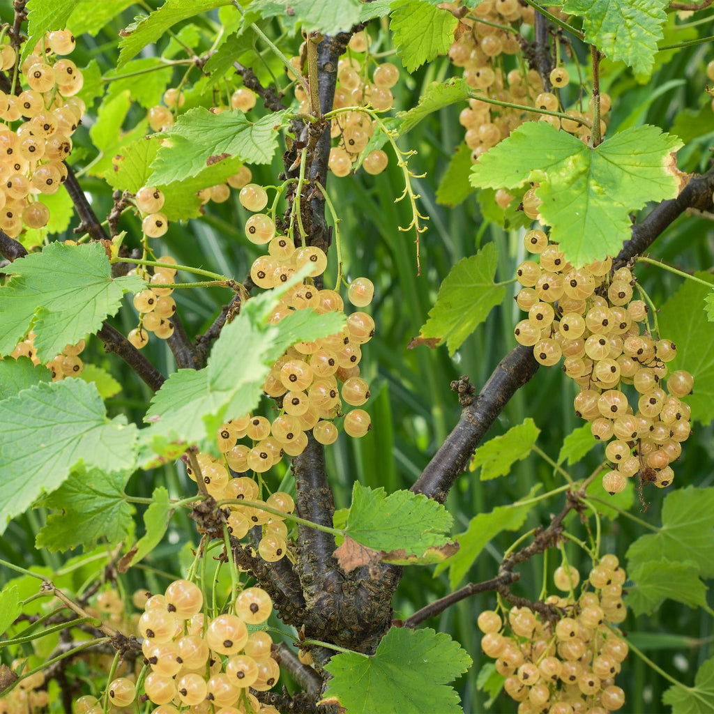 Aalbes, detail van het blad