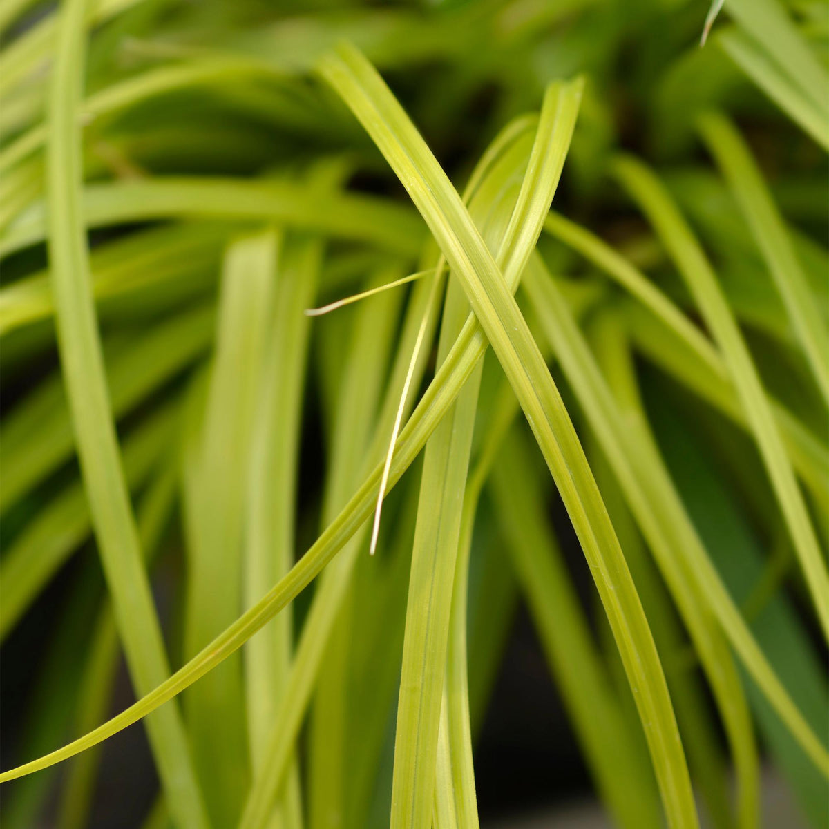 Carex oshimensis Everillo, groene bladeren