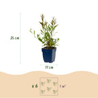 Prachtkaars Gaura 'Rosyjane', bijenplant, roze, compacte plant