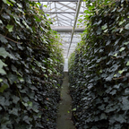 Hedera hibernica, gestokte klimop, 80-100 cm, kenmerkend blad