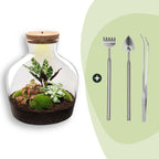 DIY plantenterrarium met licht, Fat Joe Red, plant in pot